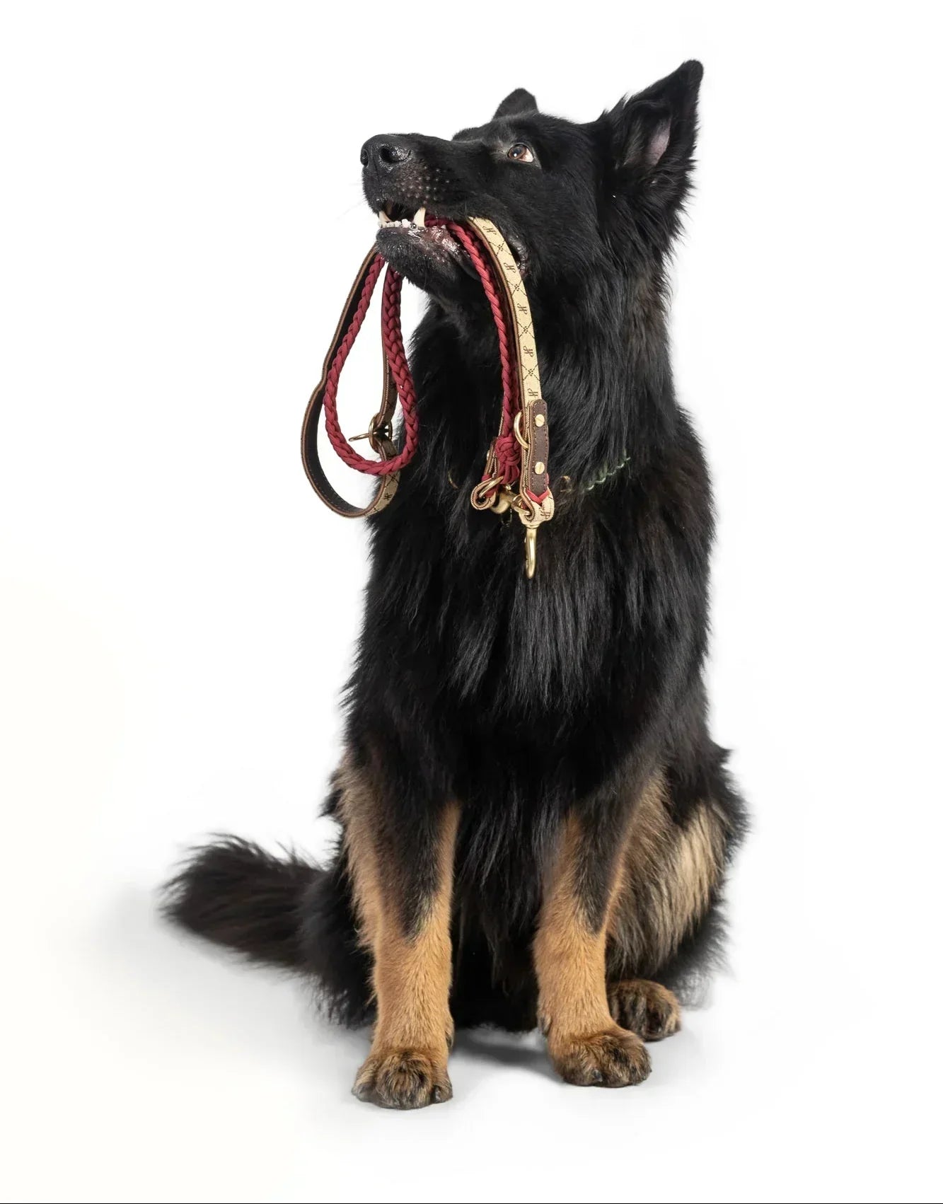 How to Choose a High-Quality Dog Leash: Materials, Hardware, & Safety