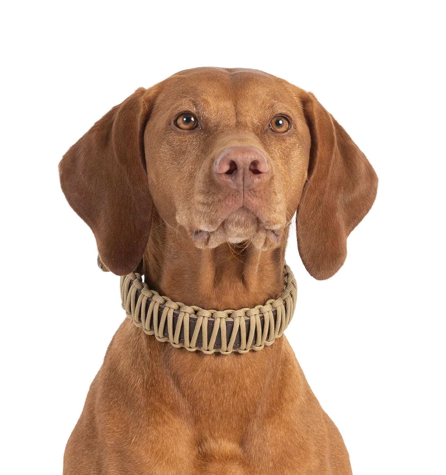 When Should You Replace Your Dog's Collar? Warning Signs to Watch For