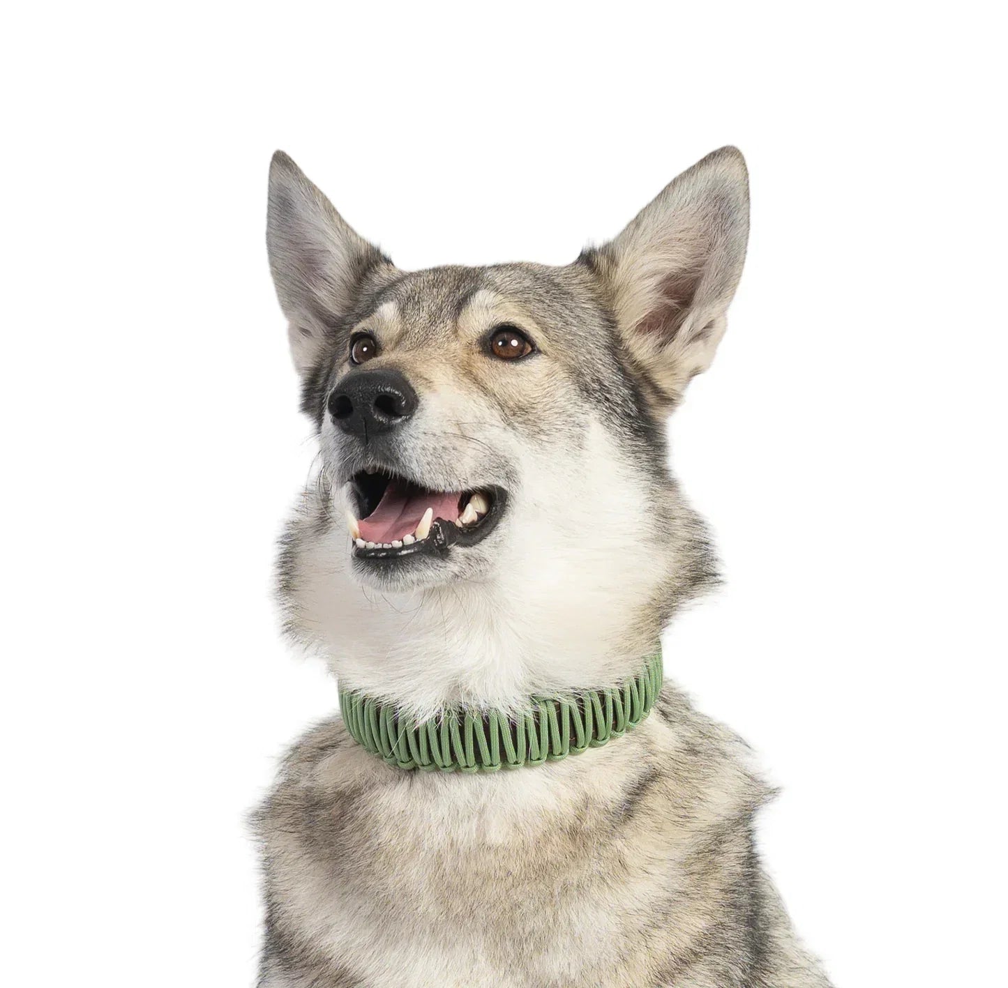 Best Dog Collars Under $60 / CHF 50: Leather, Chain & EM Options